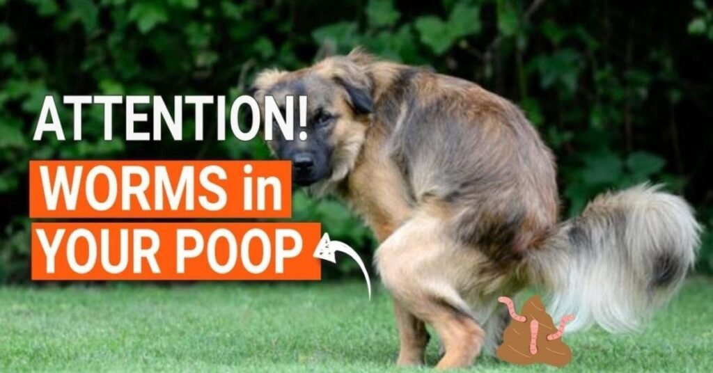 Worms in Dog Poop