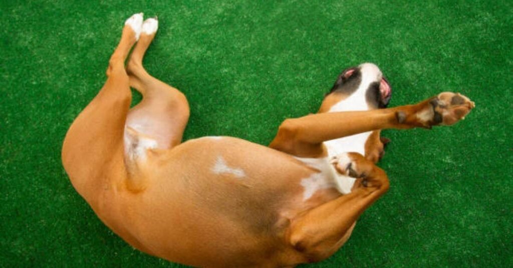 Dog Stomach Making Noises 