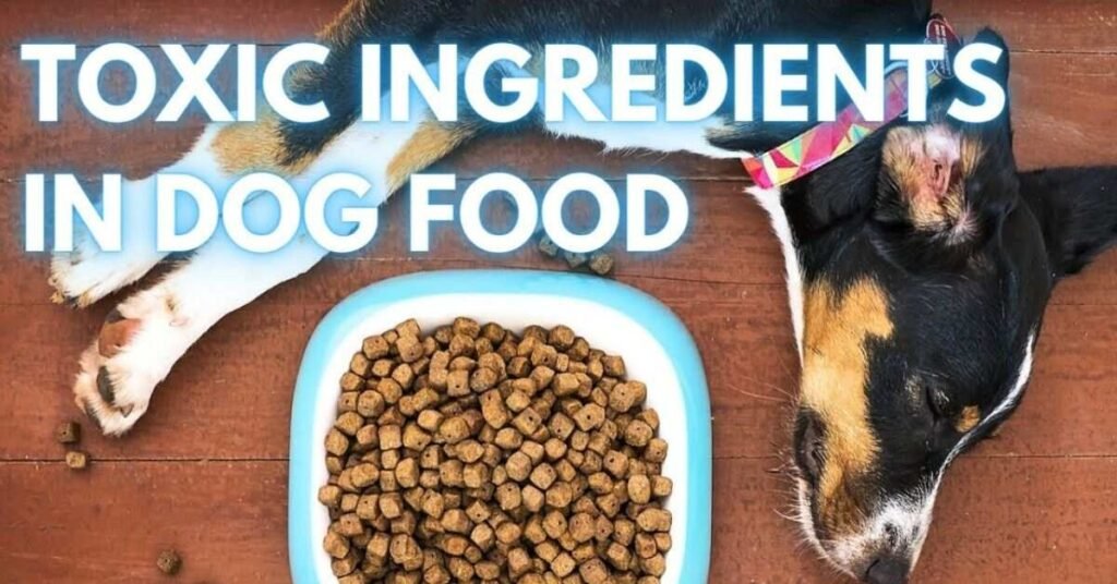 Dog Stomach Making Noises 