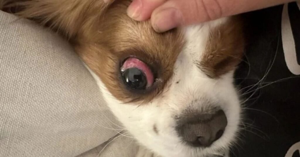 dog eye infection