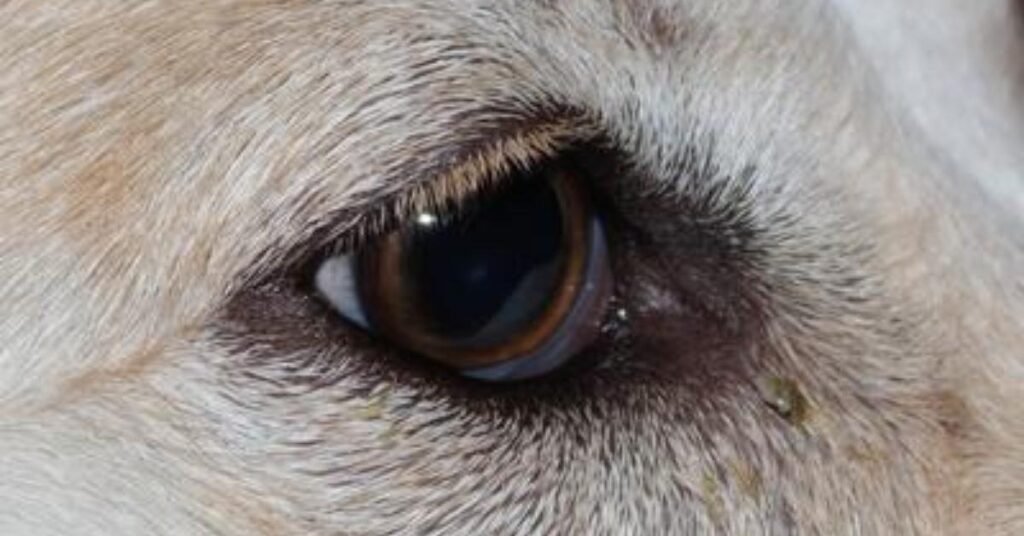 dog eye infection