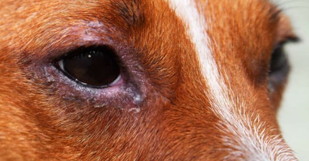 dog eye infection