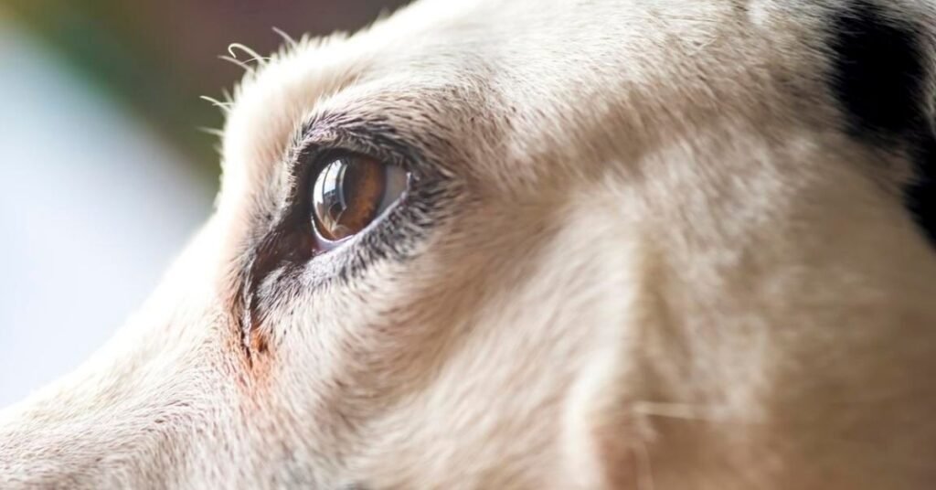 dog eye infection