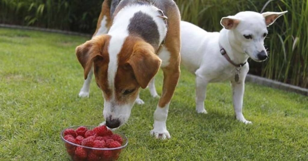 Can Dogs Eat Raspberries 