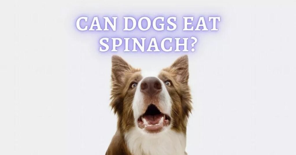 Can Dogs Eat Spinach 