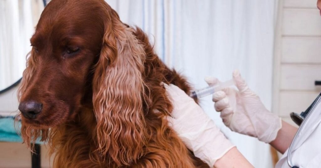 Lepto Vaccine For Dogs