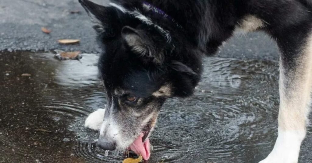 Lepto Vaccine For Dogs