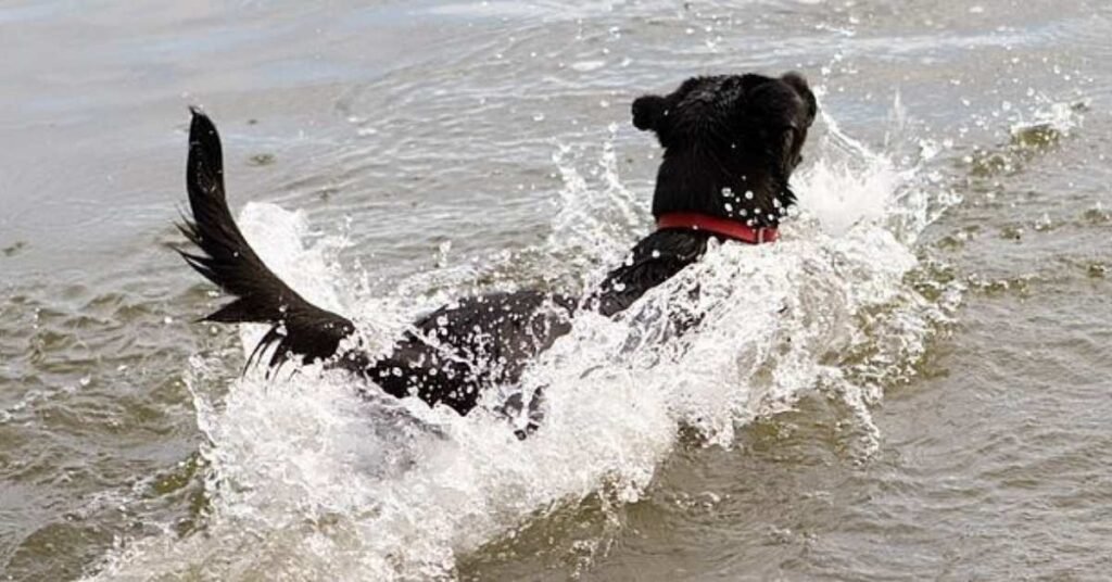 Lepto Vaccine For Dogs