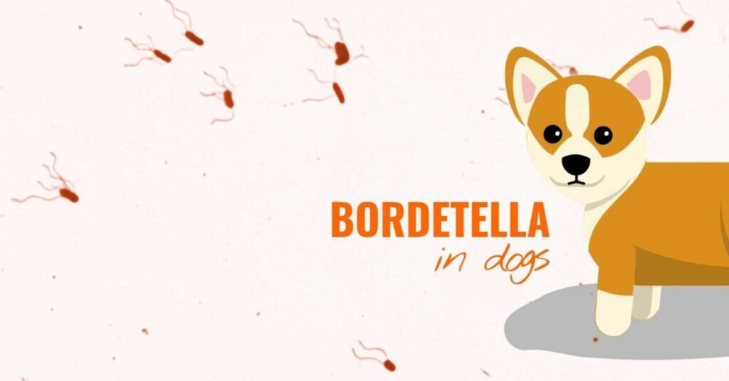 Bordetella Vaccine For Dogs