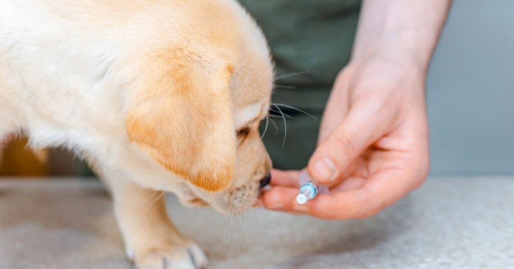Bordetella Vaccine For Dogs
