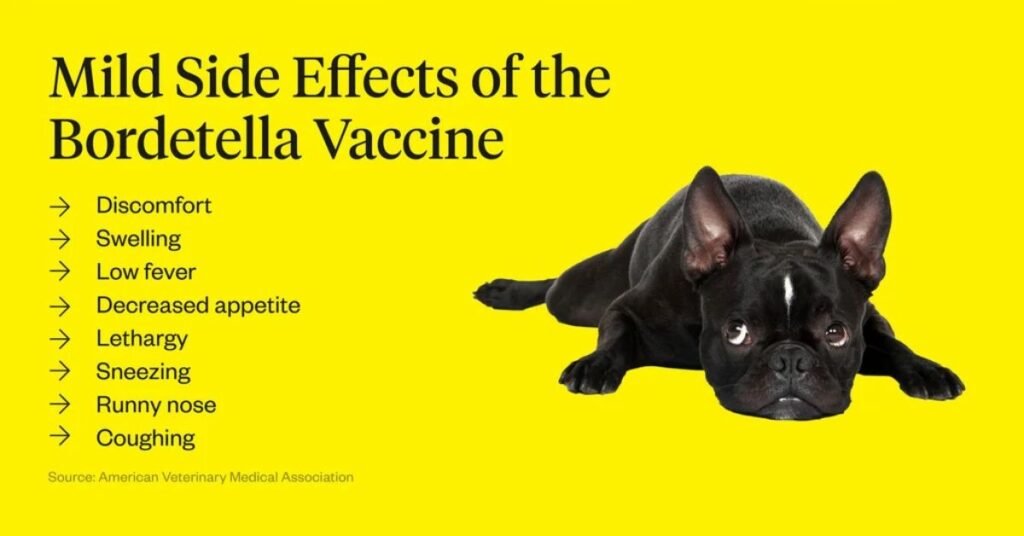 Bordetella Vaccine For Dogs