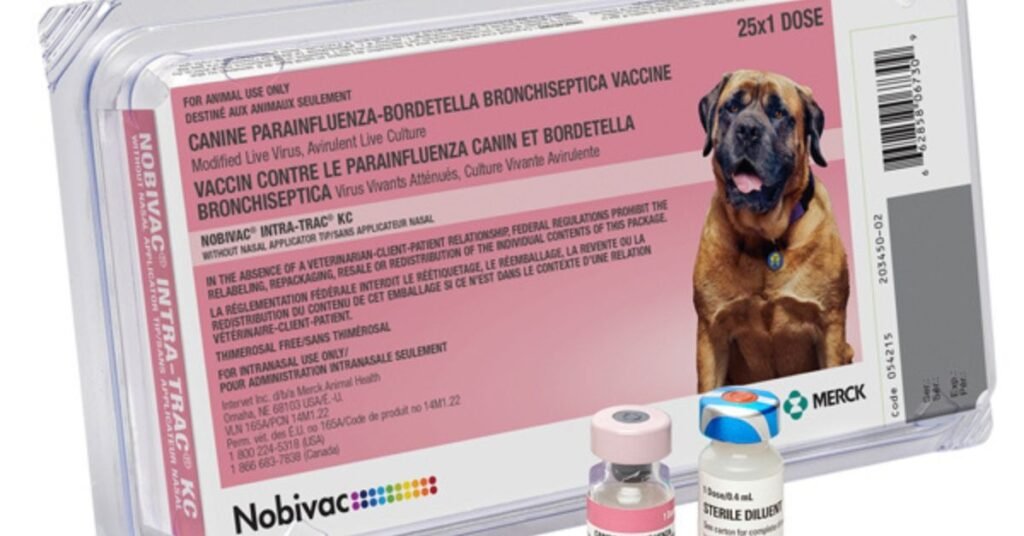 Bordetella Vaccine For Dogs