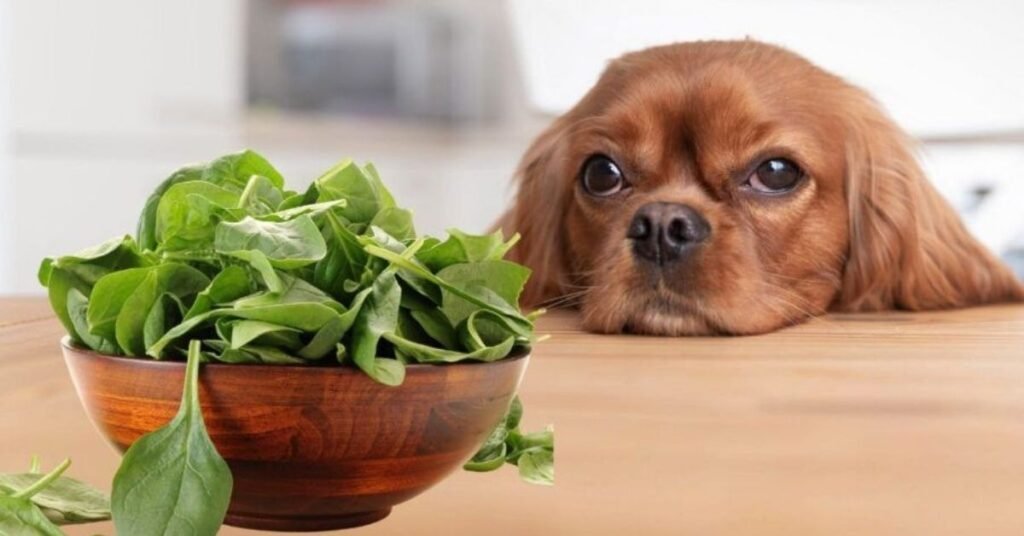 Can Dogs Eat Spinach 