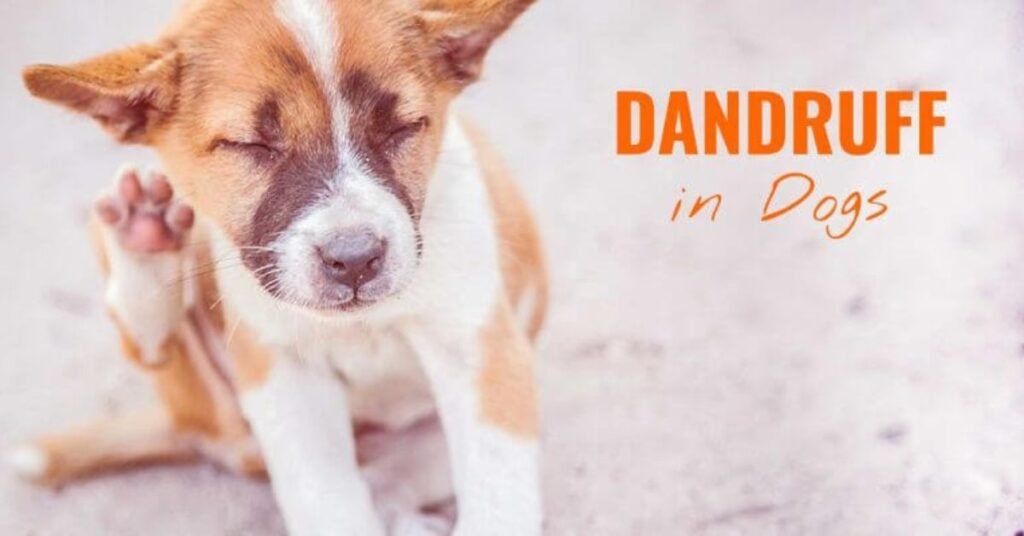 Dog Dandruff