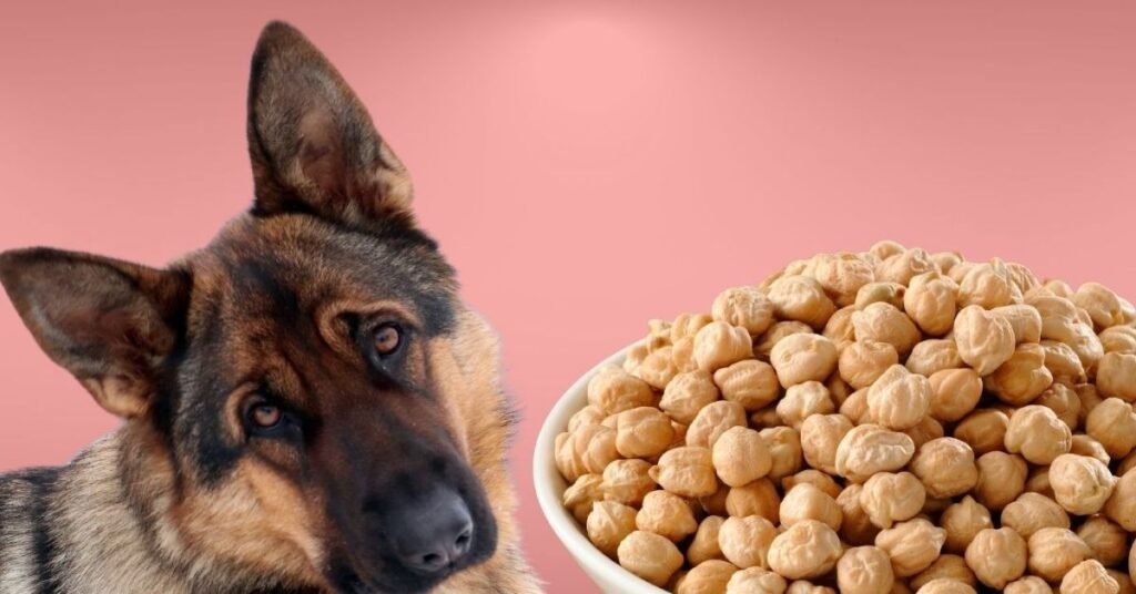 Can Dogs Eat Chickpeas 