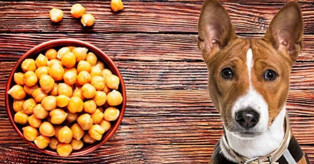 Can Dogs Eat Chickpeas 