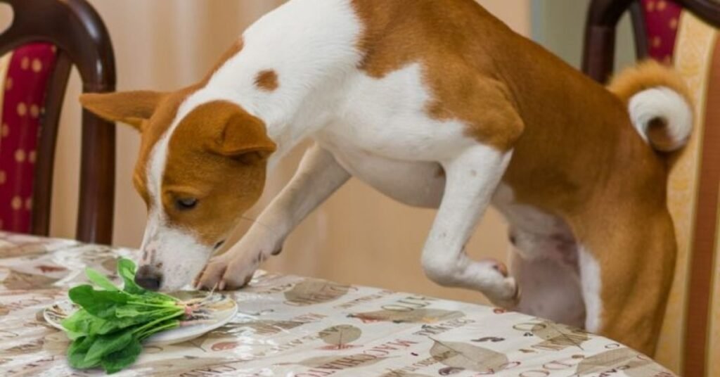 Can Dogs Eat Spinach 