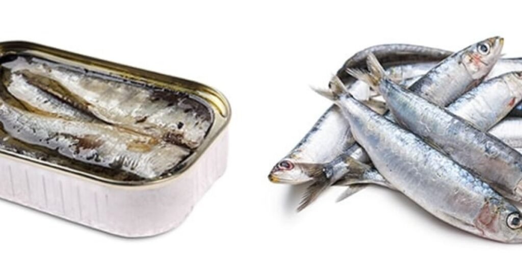 Can Dogs Eat Sardines