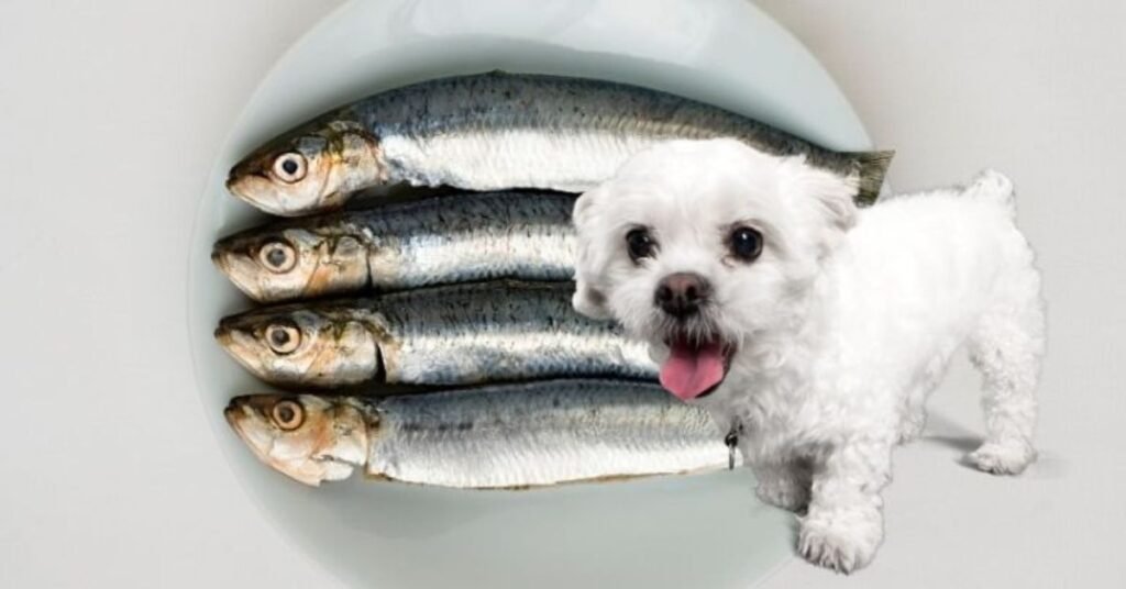 Can Dogs Eat Sardines