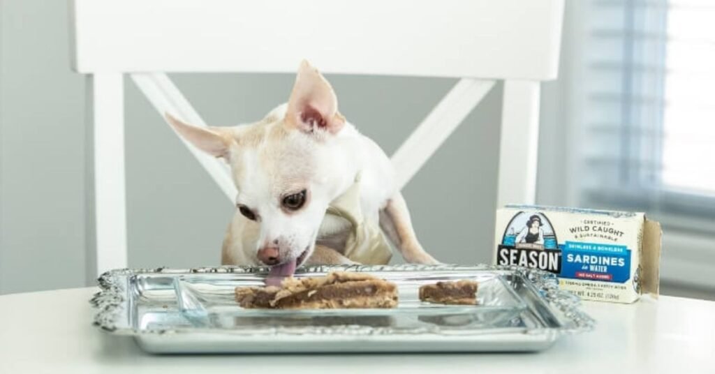 Can Dogs Eat Sardines