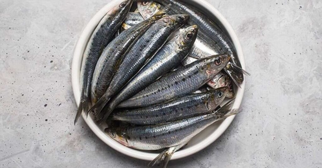 Can Dogs Eat Sardines