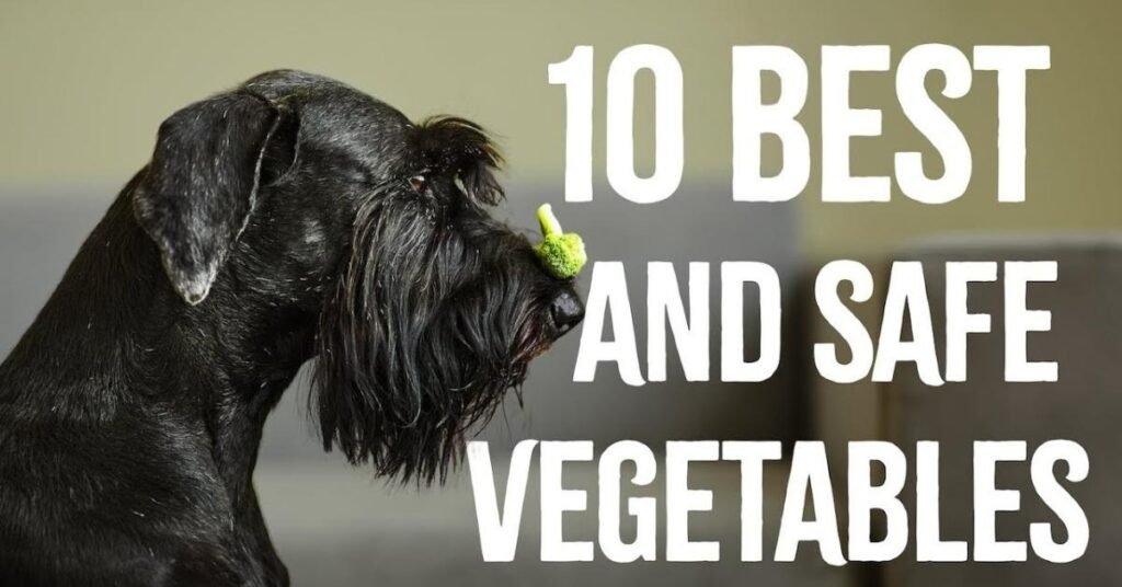 Can Dogs Eat Spinach 