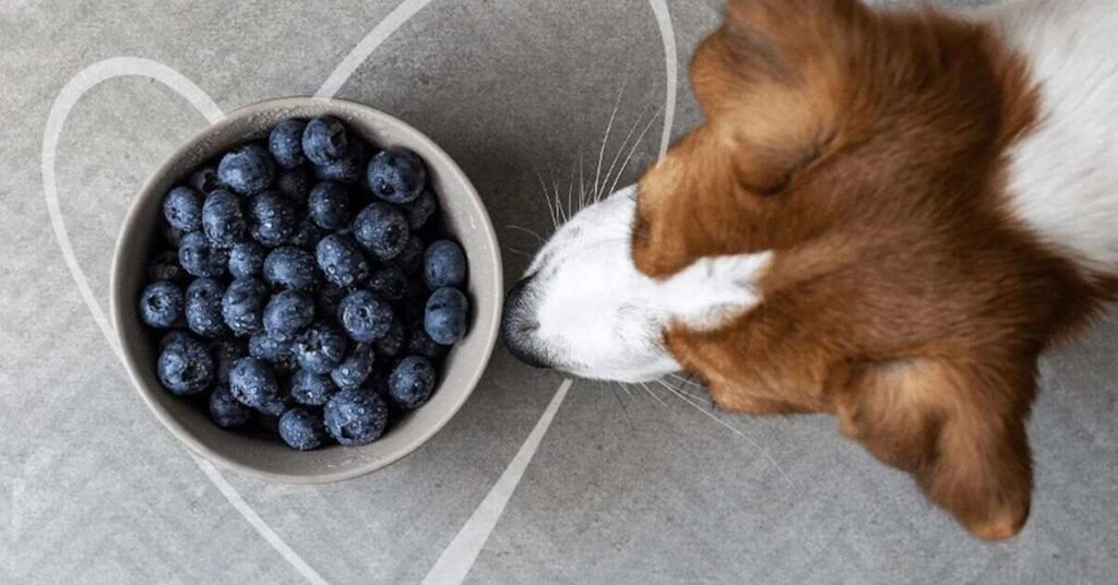 Can Dogs Eat Blueberries 