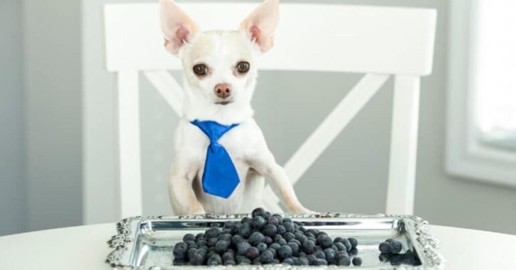 Can Dogs Eat Blueberries 