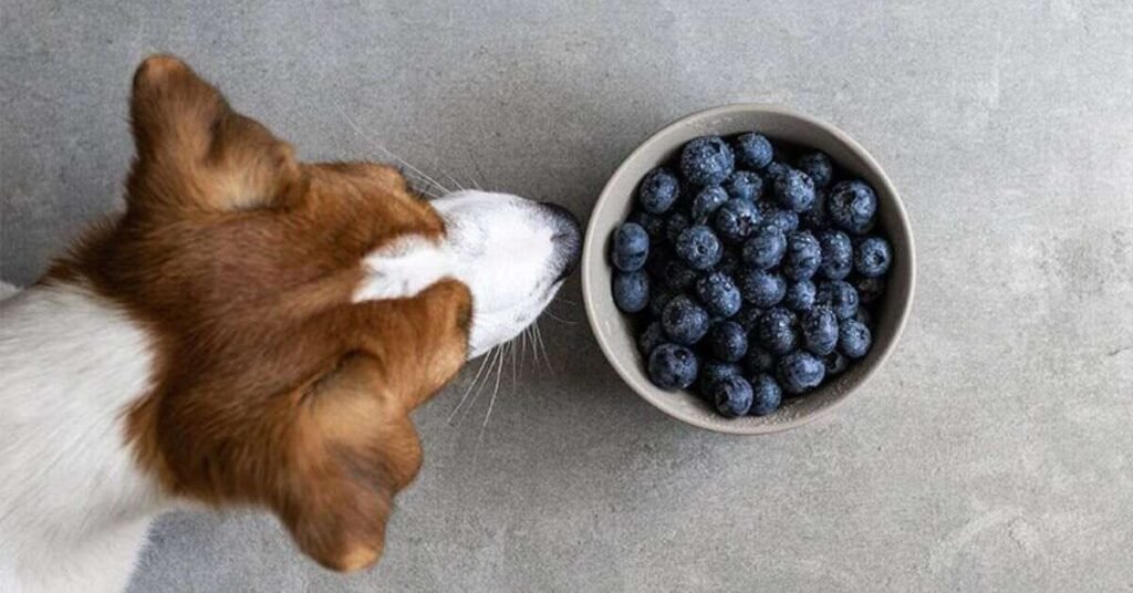 Can Dogs Eat Blueberries 