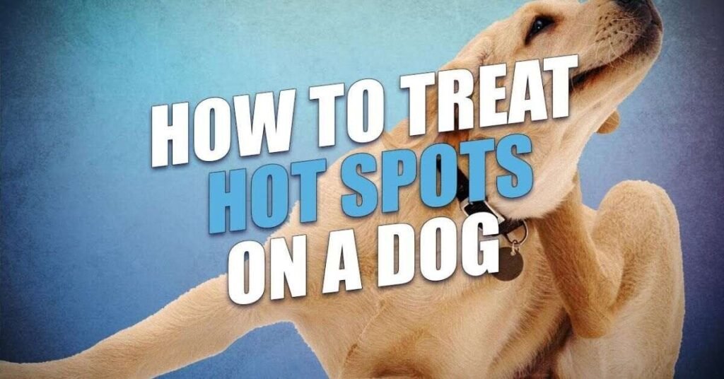Hot Spot on Dog