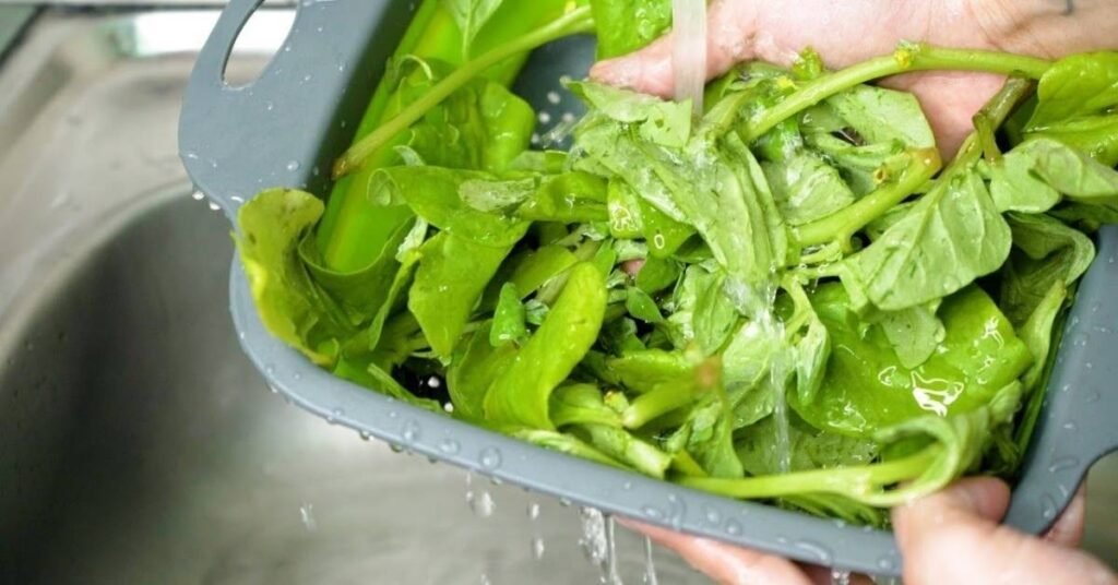 Can Dogs Eat Spinach 