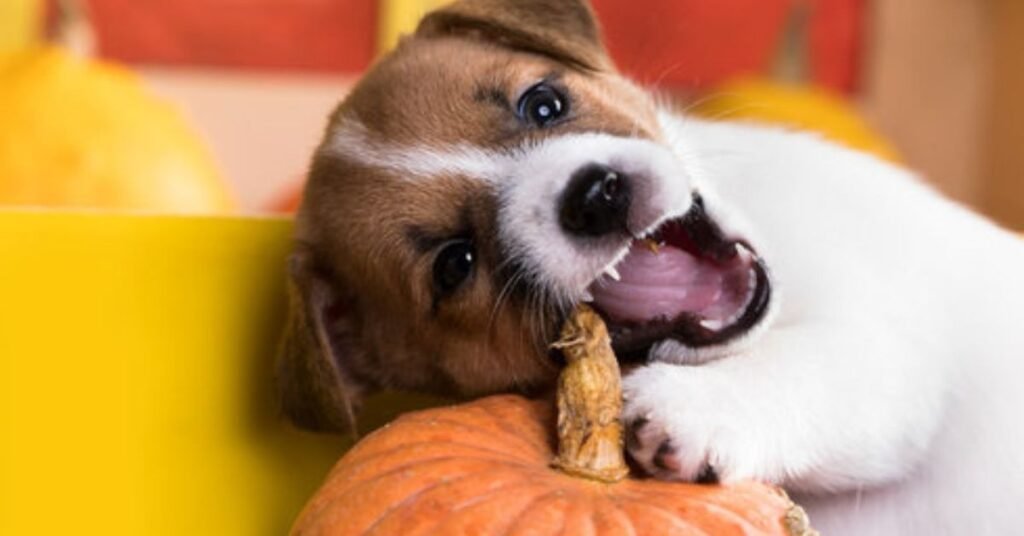 Can Dogs Eat Pumpkin 