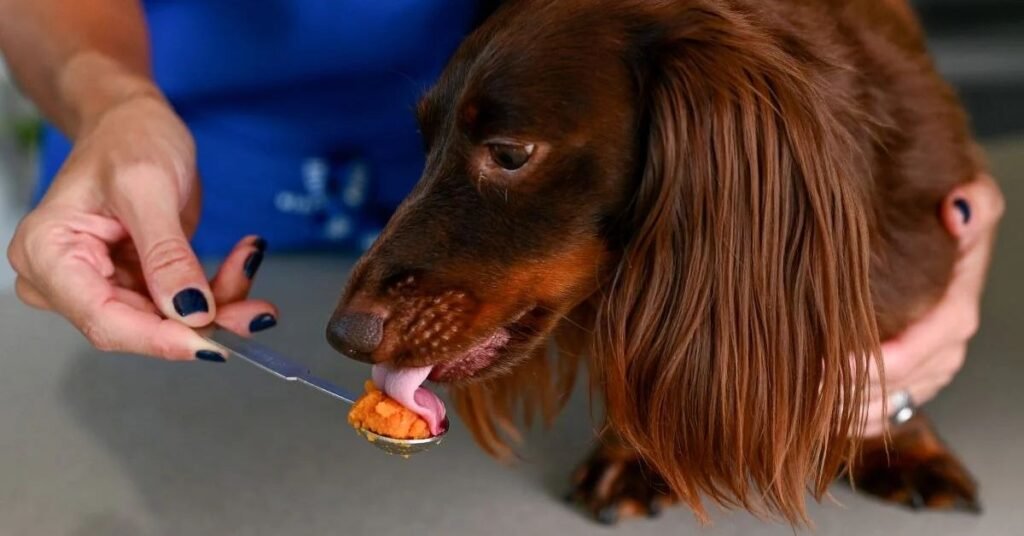 Can Dogs Eat Pumpkin 