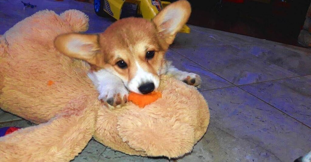 Can Dogs Eat Pumpkin 