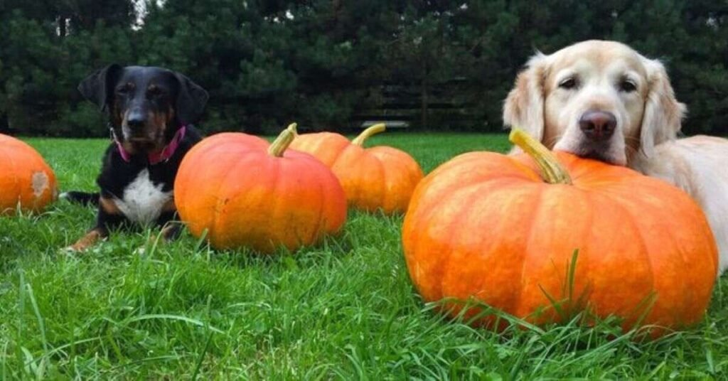 Can Dogs Eat Pumpkin 