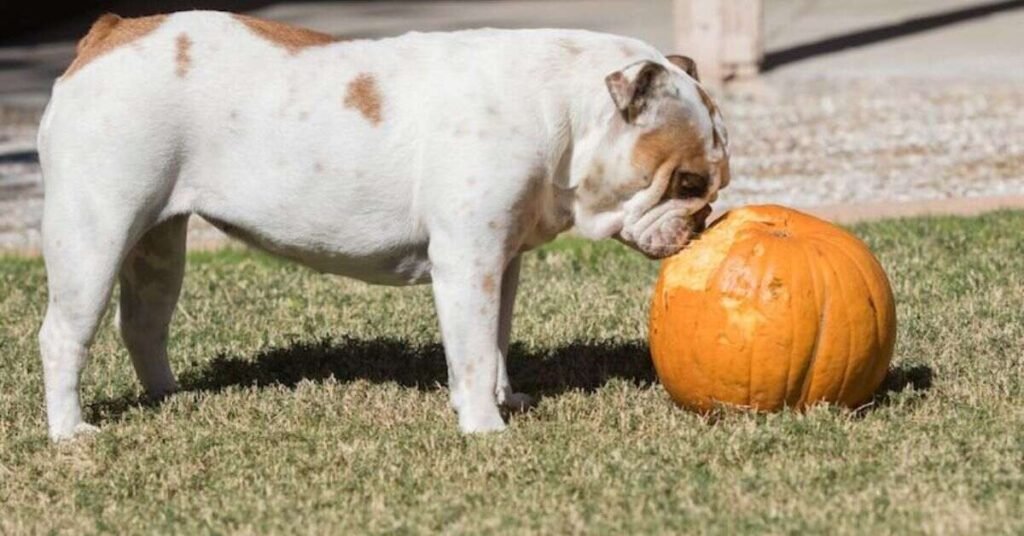 Can Dogs Eat Pumpkin 