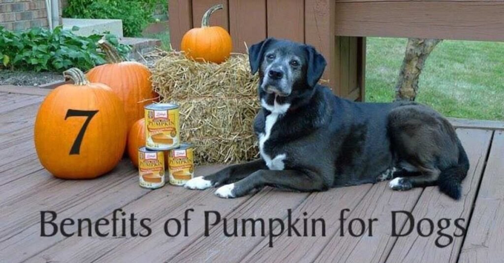 Can Dogs Eat Pumpkin 