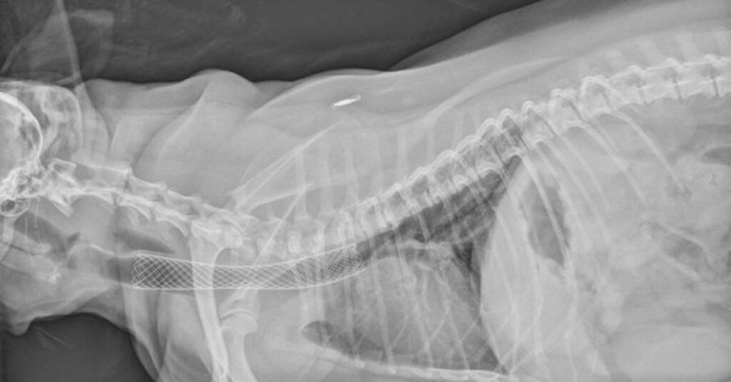 Dog Coughing and Gagging