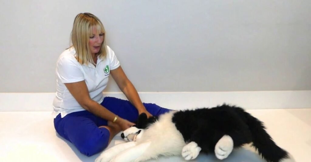 Focal Seizures in Dogs