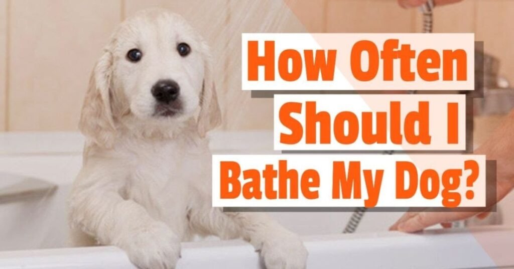 Hypo Shampoo for Dogs