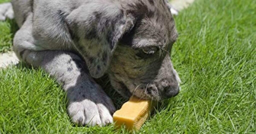 Yak Cheese for Dogs 