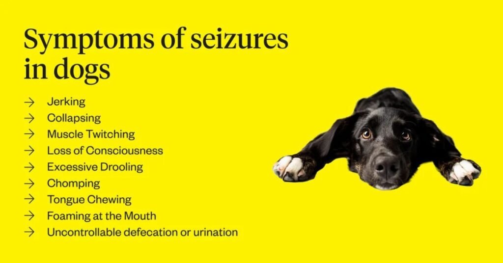 Focal Seizures in Dogs