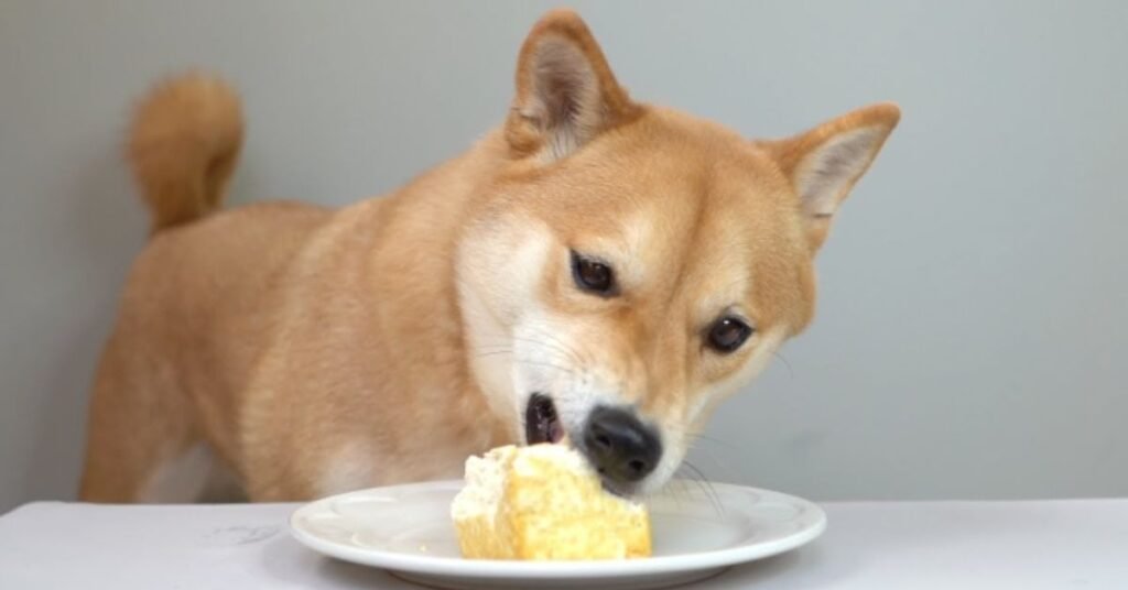 Can Dogs Eat Tofu