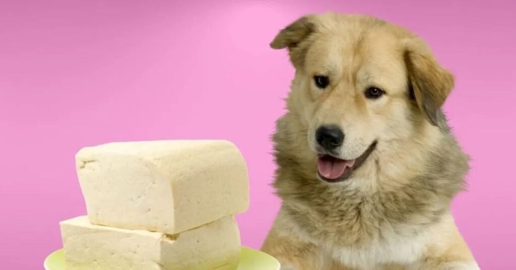 Can Dogs Eat Tofu