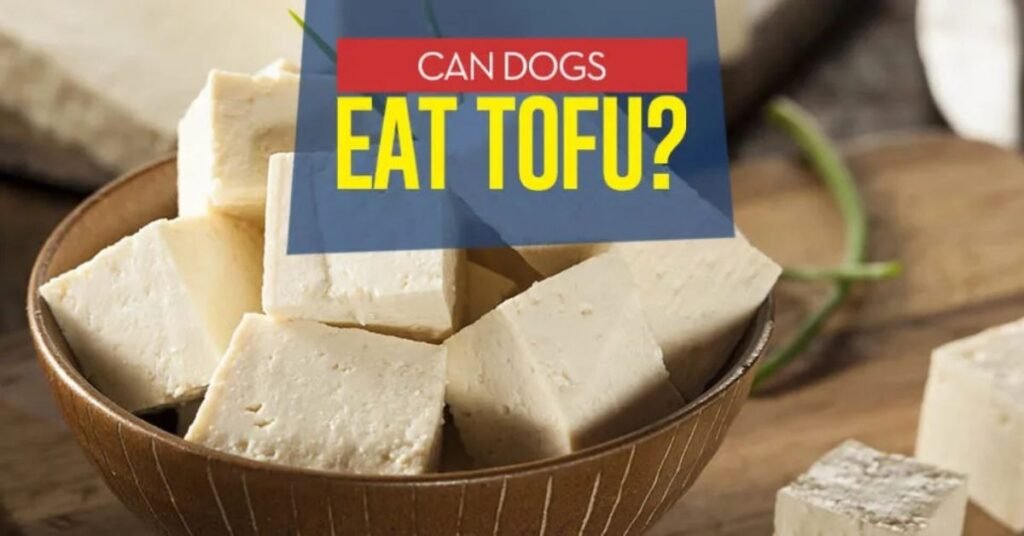Can Dogs Eat Tofu