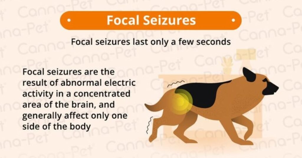 Focal Seizures in Dogs
