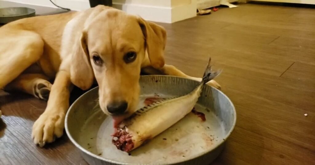 Do Dogs Eat Fish 