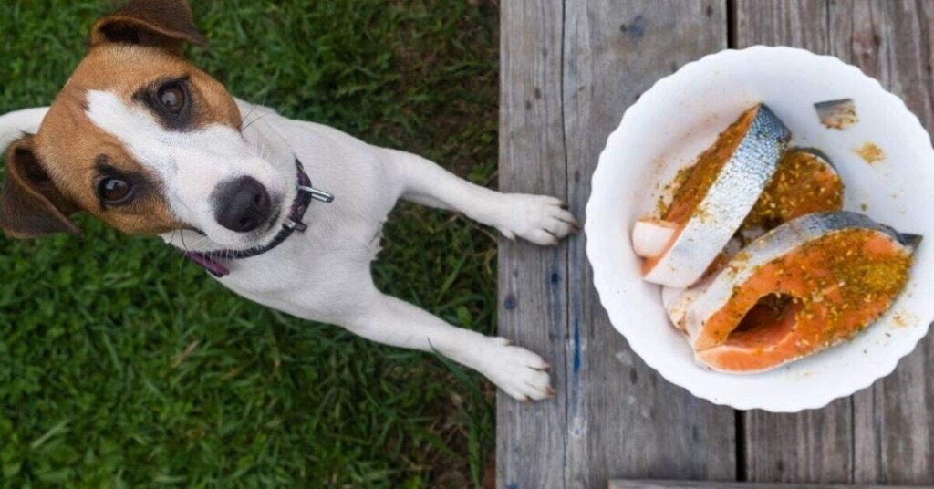 Do Dogs Eat Fish 