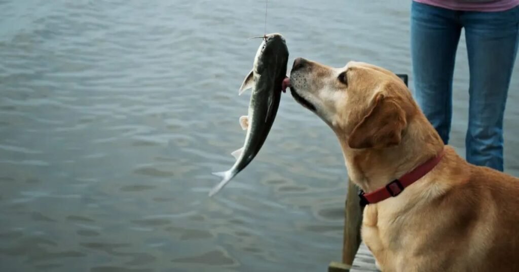 Do Dogs Eat Fish 