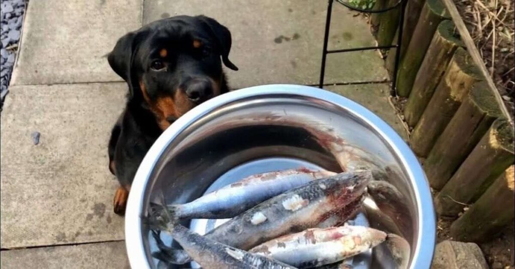 Do Dogs Eat Fish 